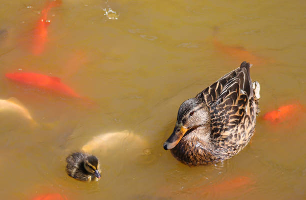 Wild duck mom and her duckling in the lake among fish