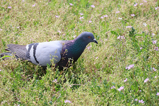 Dove at the meadow in the grass