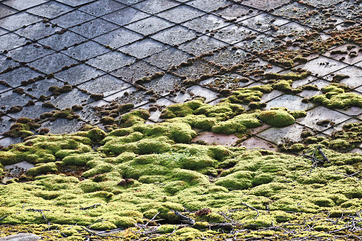 Moss on the roof of a building