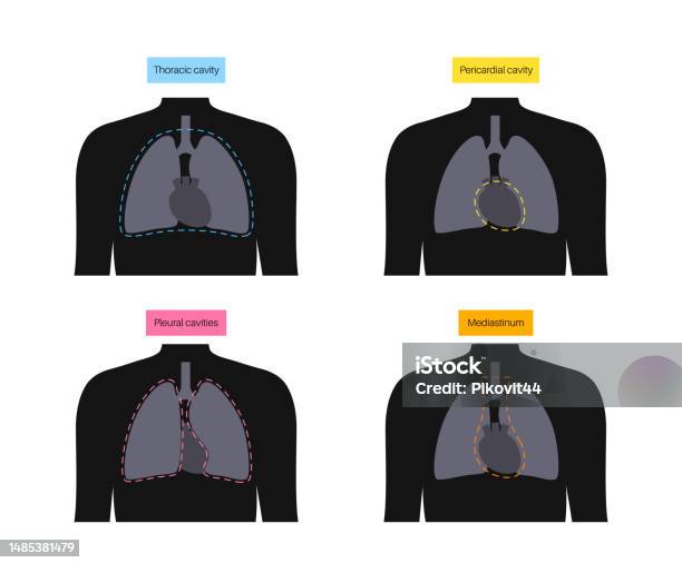 Thoracic Cavity Poster Stock Illustration Biology Diagrams