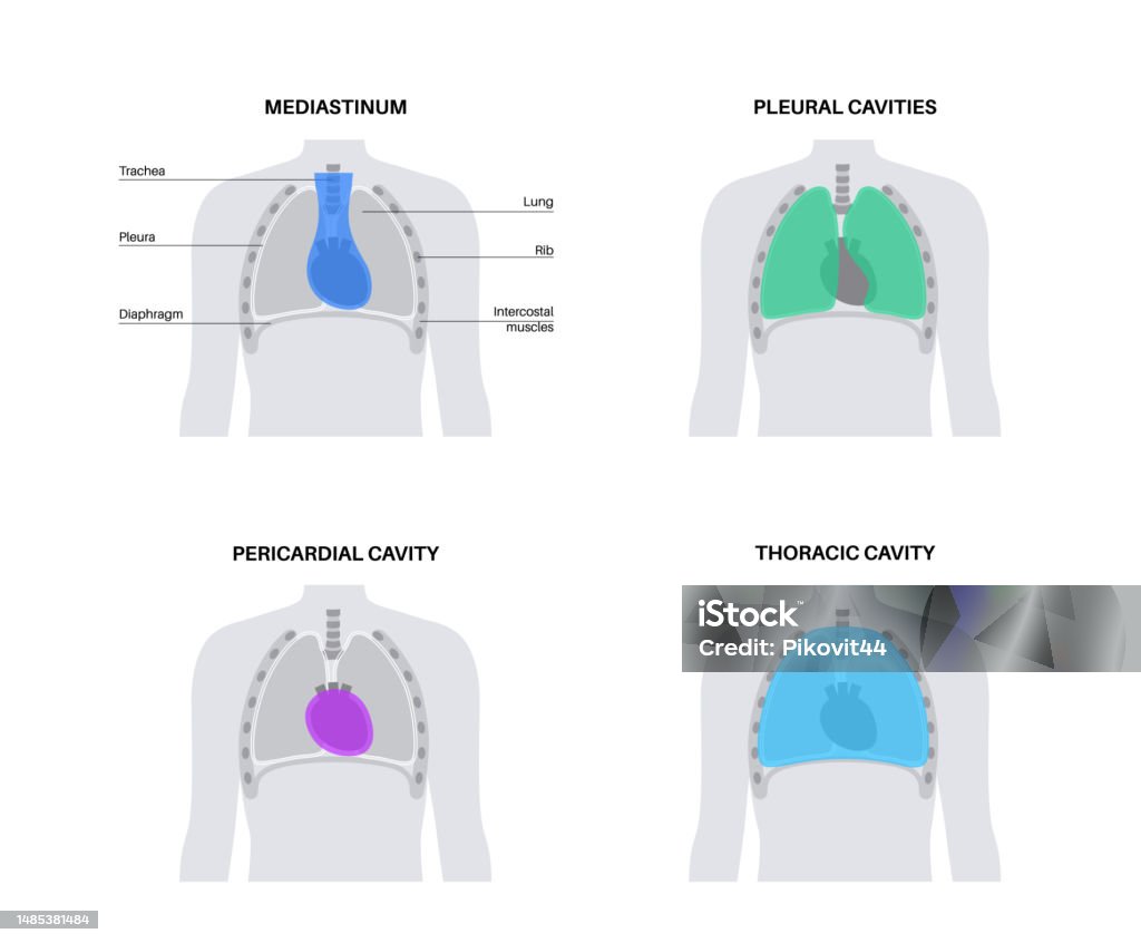 Thoracic Cavity Poster Stock Illustration Biology Diagrams