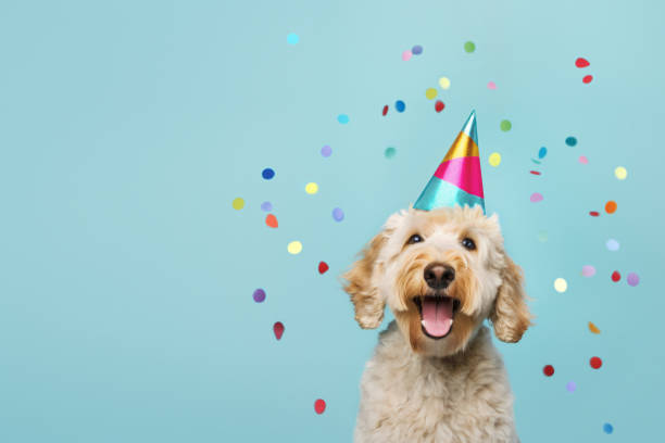счастливая милая собака празднует на вечеринке по случаю дня рождения - party hat birthday celebration party стоковые фото и изображения
