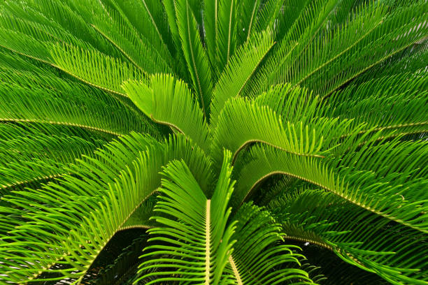istock Cycas Palm Tree Leaves Pattern for Nature Background. 1485385726