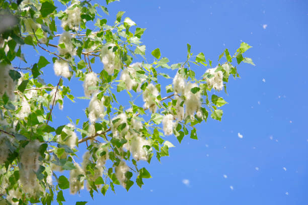 Poplar down on poplar during flowering in spring.