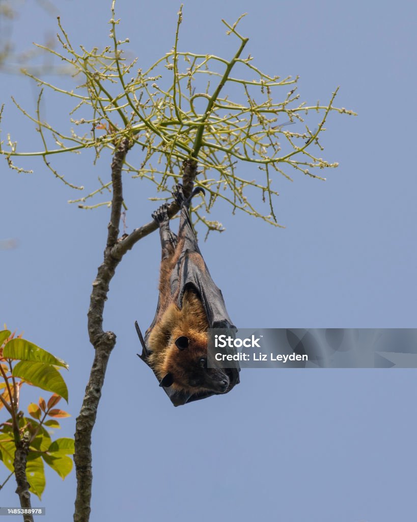 Greater Indian Fruit Bat aka Flying Fox: Majuli Island, India An Indian Flying Fox, Pteropus medius fka Pteropus giganteus, aka Greater Indian Fruit Bat, roosting in a tree on Majuli Island, Assam, India Alertness Stock Photo