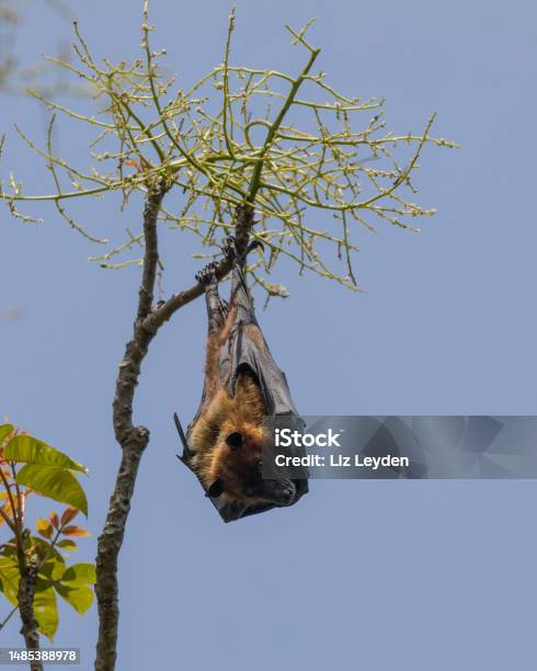 Greater Indian Fruit Bat Aka Flying Fox Majuli Island India Stock Photo - Download Image Now