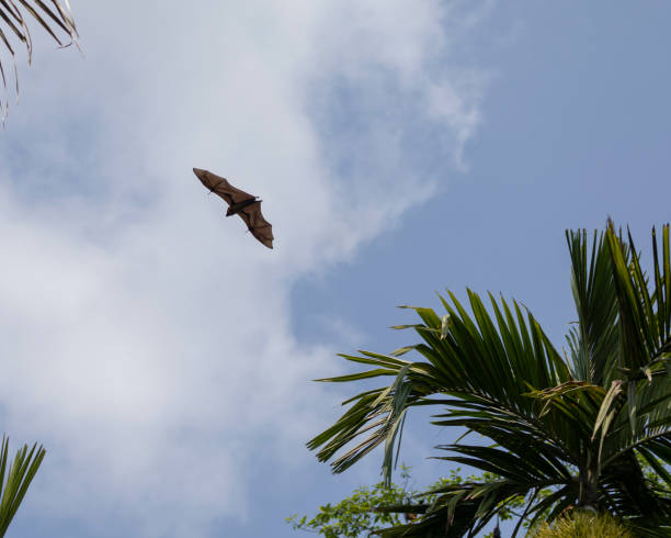 istock Indian Flying Fox / Greater Indian Fruit Bat, Pteropus medius, flying. 1485389002