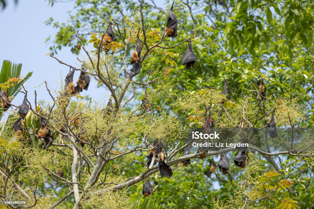 A colony of Indian Flying Foxes, Pteropus medius aka Greater Indian Fruit Bat A colony of Indian Flying Foxes, Pteropus medius fka Pteropus giganteus, aka Greater Indian Fruit Bat, roosting in a tree on Majuli Island, Assam, India Animal Stock Photo