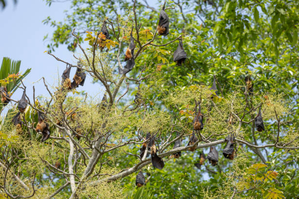 A colony of Indian Flying Foxes, Pteropus medius aka Greater Indian Fruit Bat stock photo