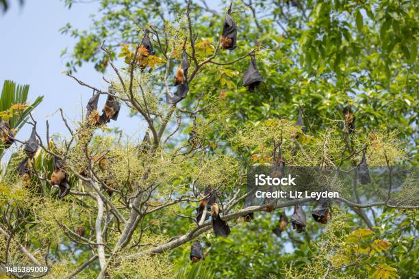 A Colony Of Indian Flying Foxes Pteropus Medius Aka Greater Indian Fruit Bat Stock Photo - Download Image Now