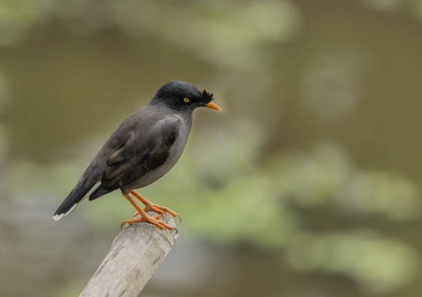 istock Jungle Myna, Acridotheres fuscus: Majuli Island, India 1485389014