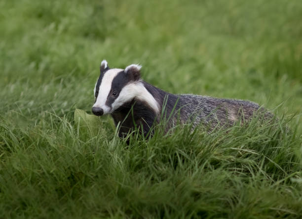 istock Eurasian Badger (Meles meles) in Long Grass. 1485389281