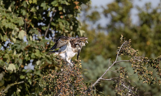 A Newly fledged animal Taken in Wales en route to Africa