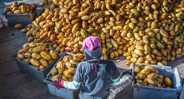Back view of the working worker sorts fresh, ripe, yellow cocoa pods into a crate. Workers preparing fresh cocoa fruit before fermentation in the chocolate factory stock photo