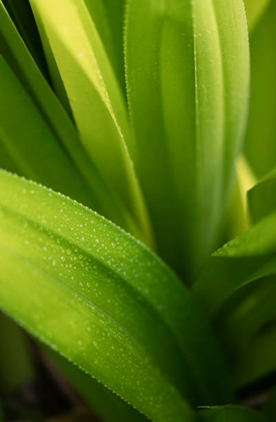 istock Natural abstract background with palm tree leaves in the shadow 1485389790