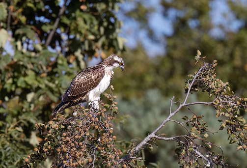 A Newly fledged animal Taken in Wales en route to Africa