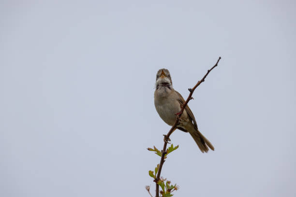 istock Common Whitethroat (Curruca communis) Singing at the Top of a Tree 1485389967