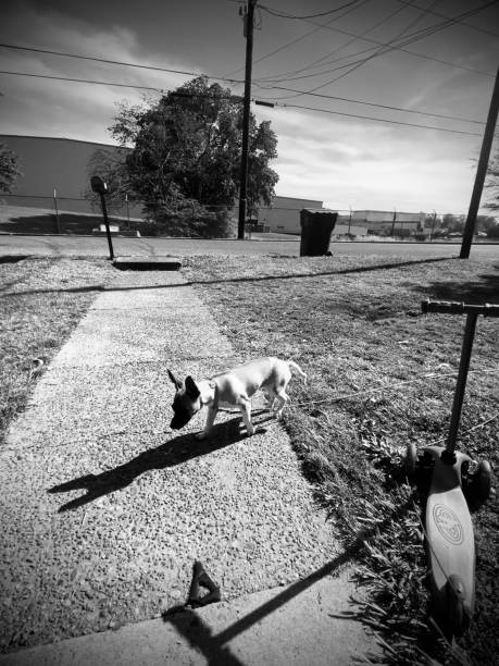 istock Life of a K9 1485390241