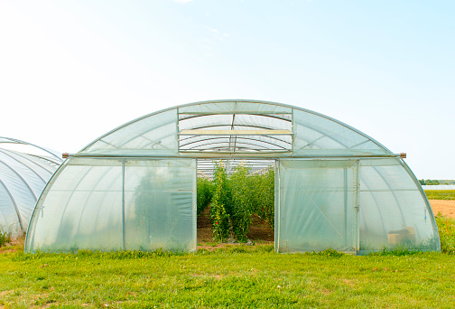 The door of the tunnel greenhouse is open on this warm, sunny spring day with blue sky. Many lush organic tomato plants are growing. Some green and the first red tomatoes can be seen. The foreground is overgrown with green grass.