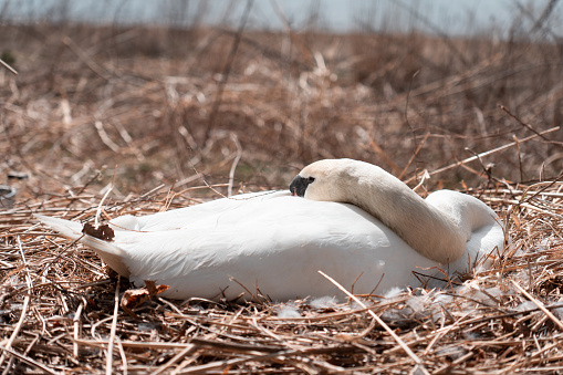 a large white swan sat on a nest on the edge of a small lake