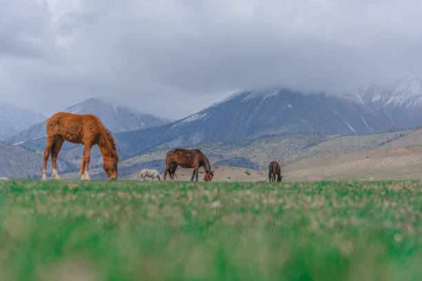 istock Herd in Kyrgyzstan mountains 1485393594