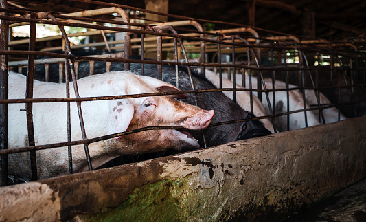 Hungry sows waiting for food in iron cages in pig farm