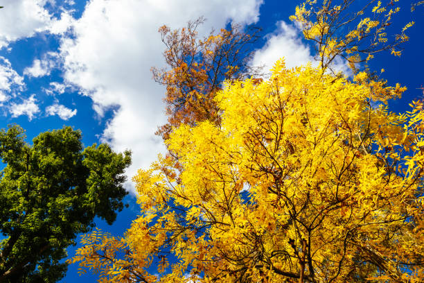istock Autumn Colours in Melbourne Australia 1485394385