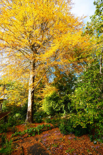 istock George Tindale Memorial Gardens in Australia 1485394687