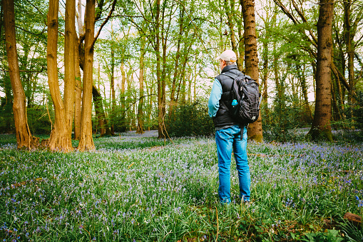 A mid adult male hiker with backpack and hiking pole, walking in a beautiful tranquil woodland with a carpet of fresh bluebells in bloom.