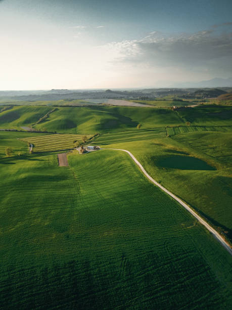 wheat green meadow hills
