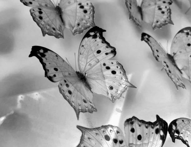 istock Butterfly collection with pins. close-up. 1485399019