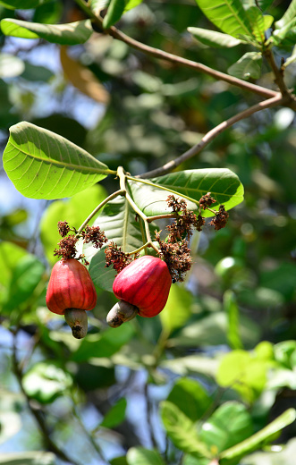 Mansôa Sector, Oio Region, Guinea-Bissau: pair of cashew apples with nut on the cashew tree (Anacardium occidentale), the nut is below the peduncle, a kidney-shaped achene - The cashew tree was introduced into the country by the Portuguese in the XIXth century, now the cashew crop accounts the majority of the export earnings of Guinea-Bissau, rendering the country very vulnerable to market fluctuations.