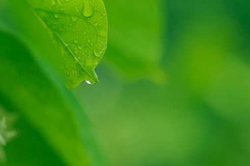 Nature of green leaves in garden at summer with sunlight. Natural green leaf plants using as spring background environment ecology or greenery wallpaper.