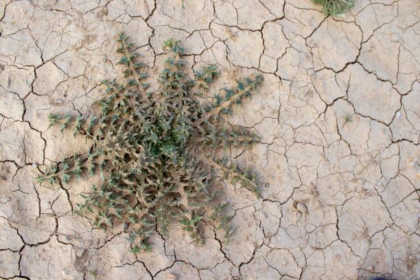 istock thorn plant grown in dried and cracked soil. about climate change and desertification. 1485401361
