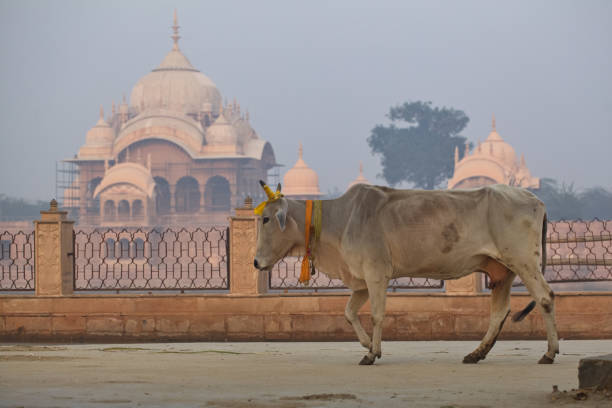 寺院前のインドの神聖な牛