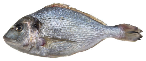istock Fresh gilthead bream fish isolated on white background for easy selection 1485405374