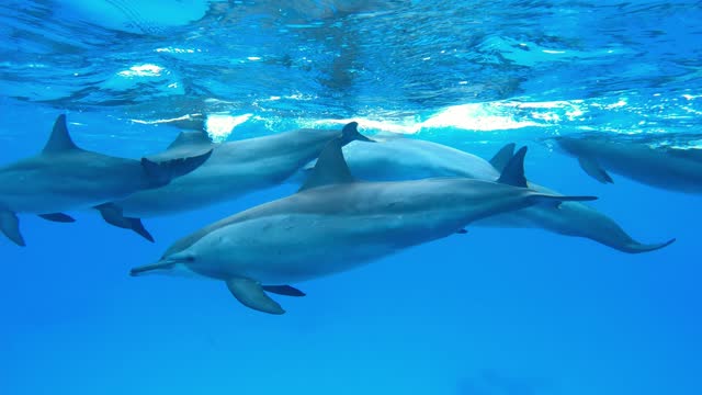 Dolphins swimming underwater in the depths of the Red sea