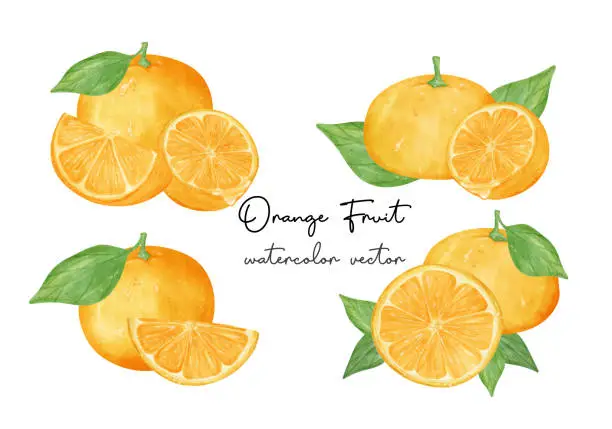 Vector illustration of Variety compositions fresh orange fruits watercolor hand painting collection, Semi realistic illustration vector isolated on white background.