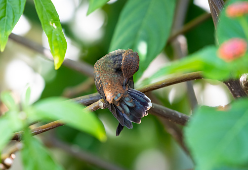 An inquisitive, Young Ruby Topaz hummingbird, Chrysolampis mosquitus, perching in a Caribbean garden.