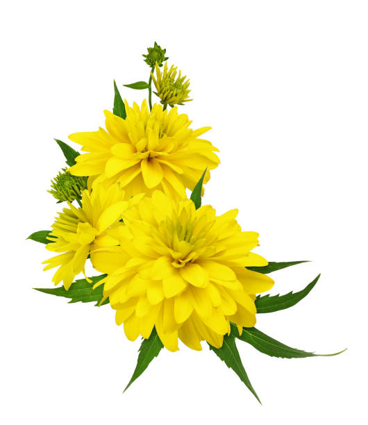 Yellow dissected rudbeckia flowers in a corner floral arrangement isolated Yellow dissected rudbeckia flowers in a corner floral arrangement isolated on white dissected flower stock pictures, royalty-free photos & images