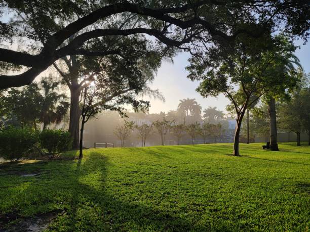 Image of a beautiful floridian neighborhood park in the morning.  Green, dewy grass, and palm trees by the intercoastal waterway. Picture taken in Fort Lauderdale,  Florida.
