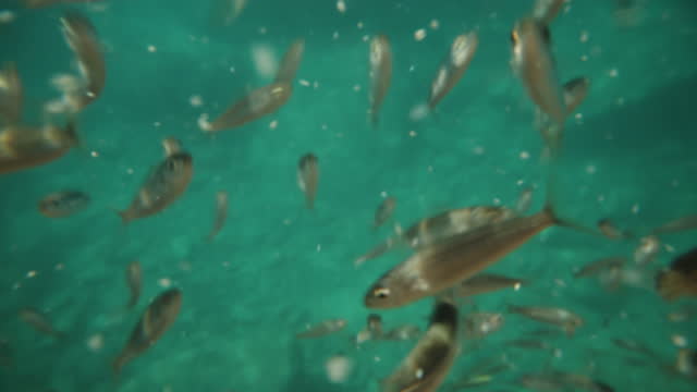 A flock of small fish in the sea, eating who is faster, bread crumbs. Close-up.