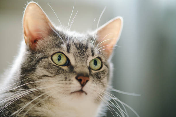 retrato de un gato gris mirando con ojos verdes a los rayos del sol - whisker fotografías e imágenes de stock