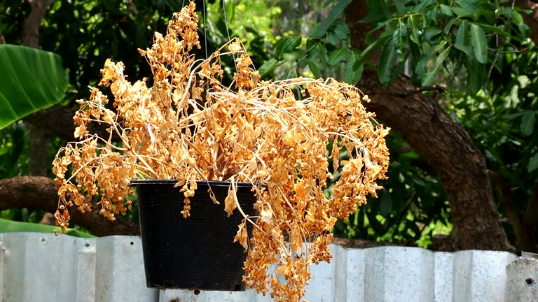 Dead flower in flowerpot  with sunlight