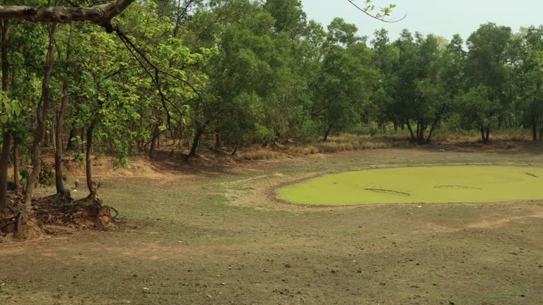 landscape of Illambazar Jungle