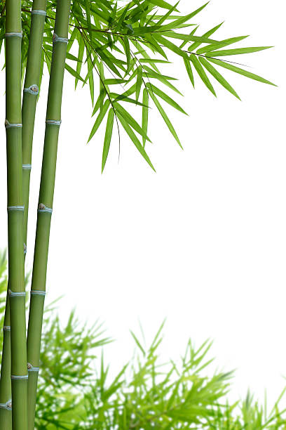bamboo with leaves bamboo with leaves on white background with copy space bamboo leaf stock pictures, royalty-free photos & images