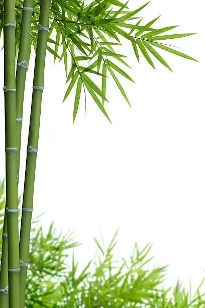 Photo of bamboo with leaves