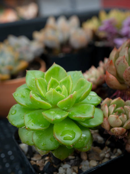 istock The Echeveria succulent (rosette succulent), Cactuses in a black pot on a brown background. Selective focus. 1485420955