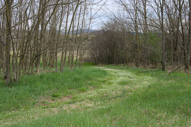 istock Early spring in the grove 1485422145
