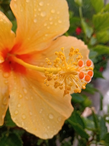 And then, on the red side, the yellow hibiscus, it also takes advantage of the rain